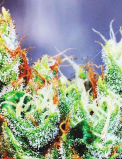 Milky Way in de Bonanza 250 kweekkast - Deel 2