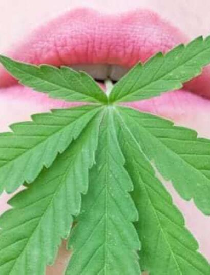 Heilkräftiger Cannabis-Bitter