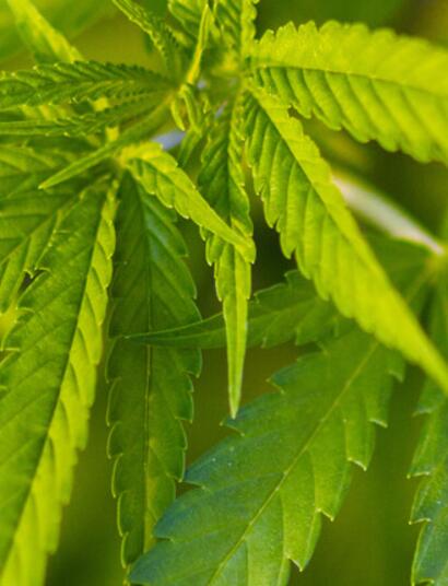 En depósitos policiales “se roban drogas todos los días”