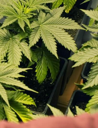 Mobile and Immobile Nutrients