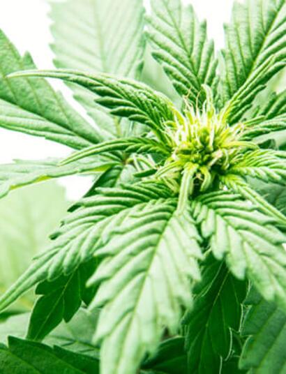 L’oidio - Prevenzione e cura