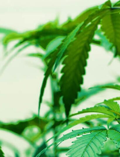 Drogenbücher für den Cannabisten