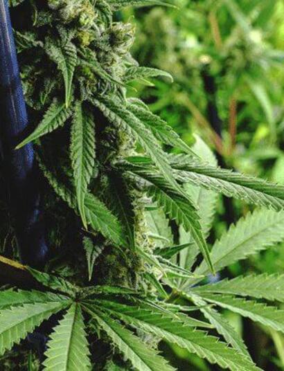 Dutch Passion anuncia proyectos de cannabis medicinal en Australia, Colombia y Canadá