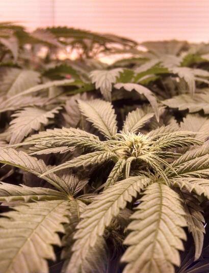 Energía eléctrica de marihuana legal no es verde