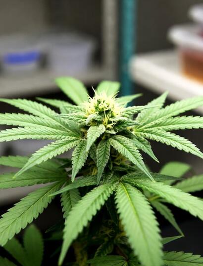 Planta de cannabis medicinal en entorno de investigación clínica