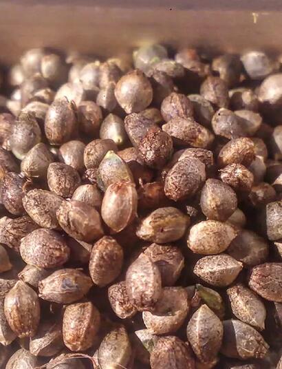 Cannabissamen zu Hause selber züchten: Der Praxis-Guide für die Samenernte