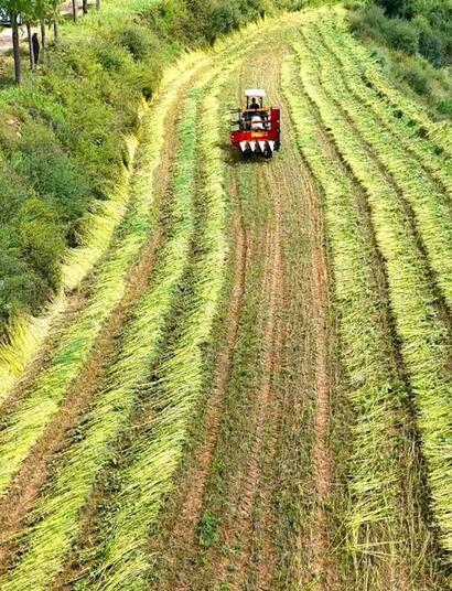 Cultivod e cáñamo en China. Foto: Academia de la Agricultura de China.