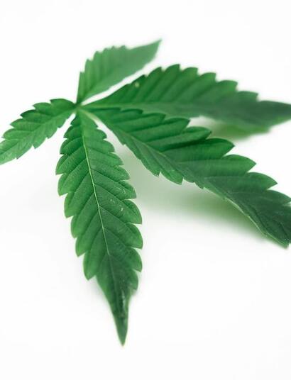 El cannabis guarda, absorbe y transporta metales pesados.