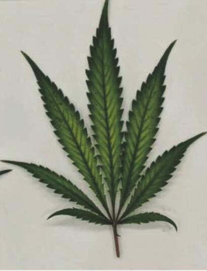 Las hojas de marihuana más gravemente afectadas por la deficiencia de magnesio comenzaron a desarrollar regiones necróticas intervenales, y la gravedad aumentó desde la base de los folíolos hasta las puntas. Foto: Llewellyn D, Golem S, Jones AMP, Zheng Y. Foliar Symptomology, Nutrient Content, Yield, and Secondary Metabolite Variability of Cannabis Grown Hydroponically with Different Single-Element Nutrient Deficiencies. Plants (Basel). 2023 Jan 17;12(3):422. doi: 10.3390/plants12030422