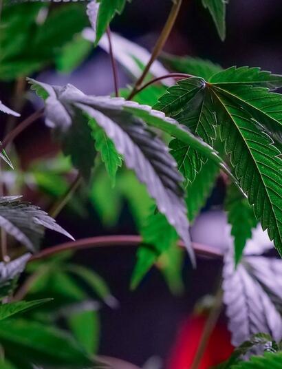Cómo hacer una cosecha continua de cannabis todo el año.