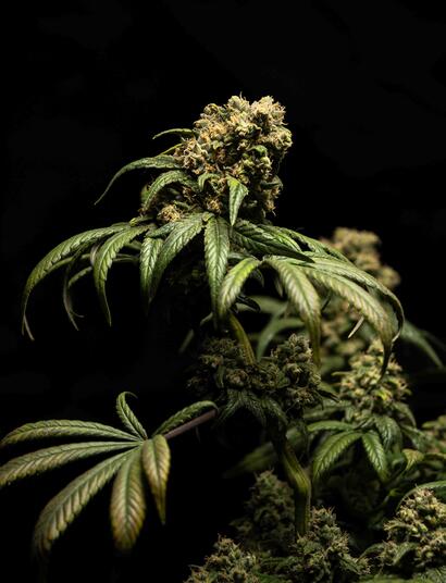 Conoce y actúa en cada fase de floración de la marihuana y fertiliza con y de la manera que la planta de cannabis lo requiere.