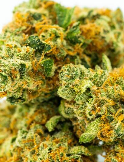 classic cannabis strains, cheese UK weed