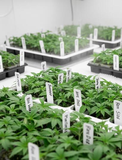 Esquejes de cannabis frescos en bandeja, listos para enraizar; proceso de clonación sano y profesional.