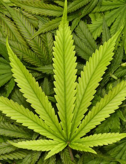 Identifica y trata la clorosis en la marihuana.