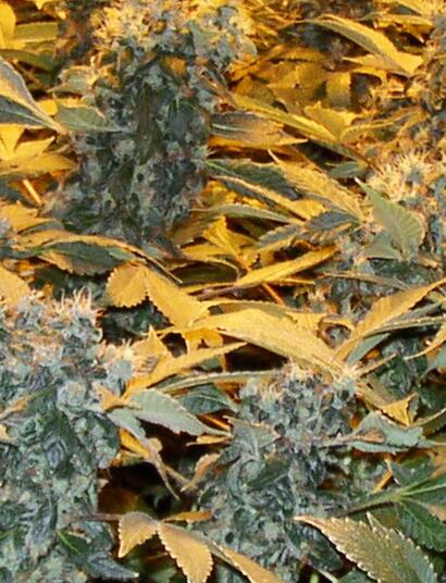 Gipfeltreffen der Glaskunst-Giganten