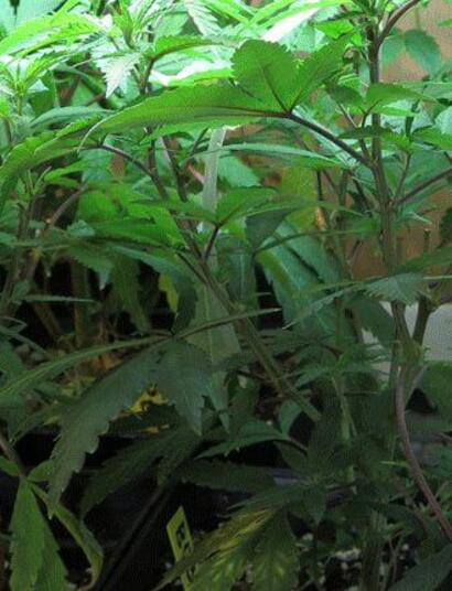 Dióxido de carbono para cultivo de cannabis casero
