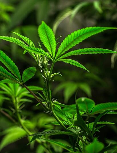 ¿Cómo aditivar cobre al cannabis? Usos y deficiencias.