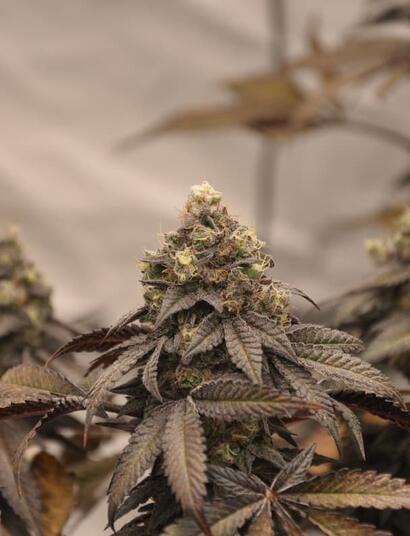 Cogollos de marihuana en floración cultivados en maceta con sustrato comercial rico en nutrientes