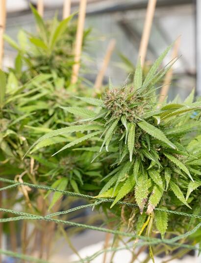 Enmallar las ramas genera mejores rendimientos. Consigue una cola de zorro de cannabis.