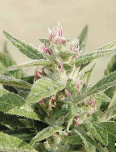 ¿Por qué el cannabis tiene distintos colores?