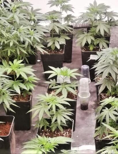 Indoor cannabis plants growing in black square pots, evenly spaced inside a controlled grow room with young plants in the vegetative stage under artificial lighting.