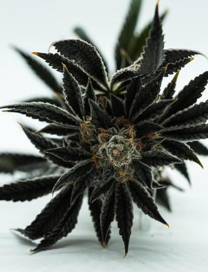 The Top 7 Most Common Mistakes in Growing Marijuana