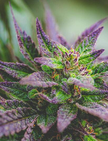 The Top 7 Most Common Mistakes in Growing Marijuana