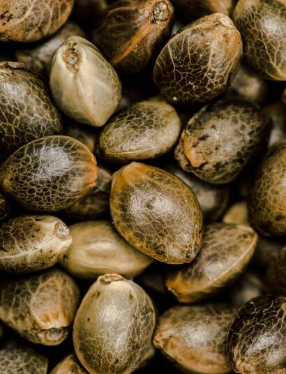 ¿Cómo guardar semillas de marihuana?