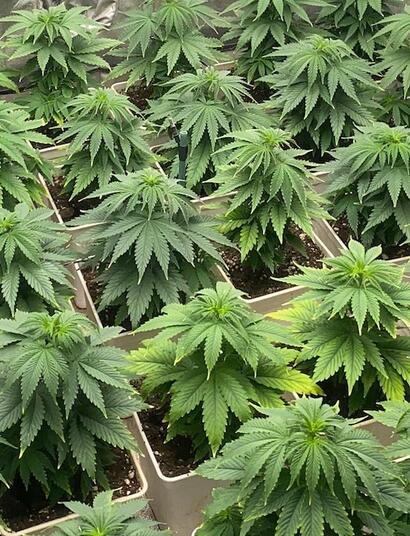 ¿Cómo hacer SOG en carpa de cultivo de marihuana? Foto: Daisy Nabis.