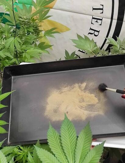 Tricomas dorados de kief recolectados en bandeja.