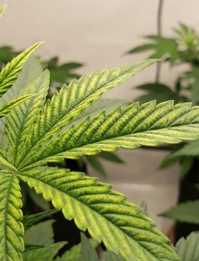 Comparativa visual en cultivo de cannabis: planta con hojas verdes y sanas (tratamiento Fe-EDTA) frente a planta con hojas amarillas y clorosis (tratamiento nanofertilizante nZVI)