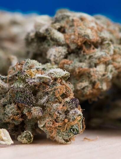 contaminants found in new york illegal weed.