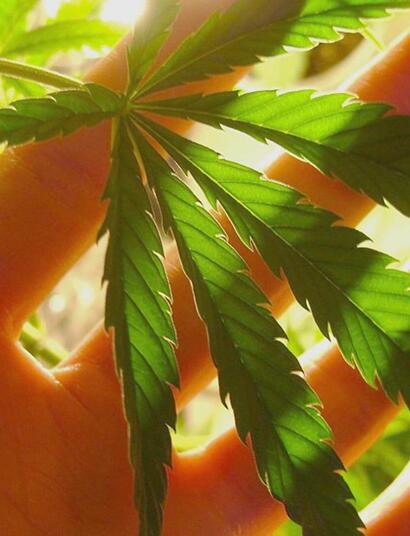 Conoscenza analitica: cosa contiene la cannabis che consumiamo?