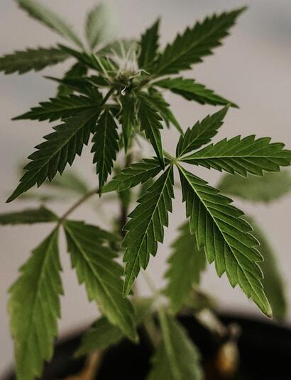 Consejos básicos para cultivo de marihuana.