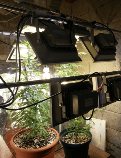 Prepara cultivo indoor de marihuana desmontable.