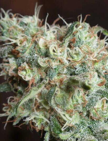 Crónica de la copa cannábica CABA 2012