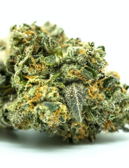 Tipos de cosecha y curado de marihuana: pre, post, temprana y sin semilla según Jorge Cervantes.