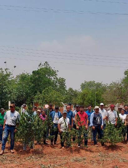 Los cultivadores de cannabis cosechando en Agüerito, San Pedro, Paraguay.