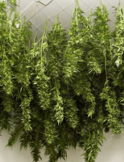 Cómo y cuándo regar la planta de Marihuana antes de la cosecha de cannabis