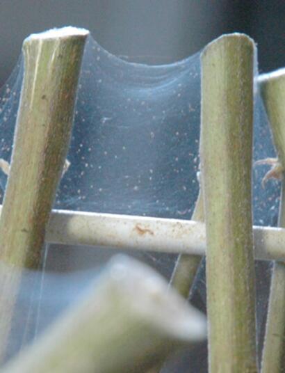 Técnica para la cosecha de cannabis