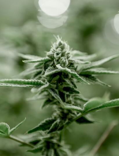 Costos del cultivo de cannabis: gastos operativos.