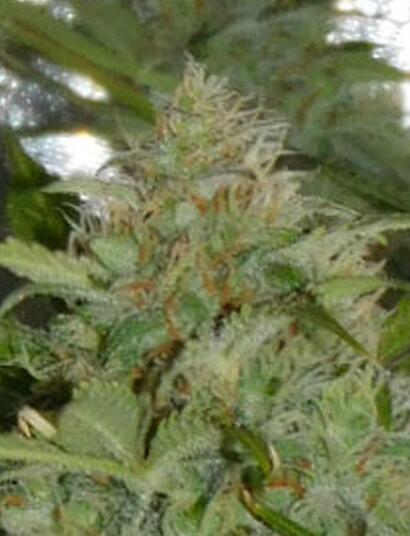 Auto Colorado Cookies. Report sulla coltivazione di Dutch Passion