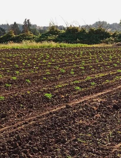 Konopie bogate w CBD - rzeczywistość daje kopa!