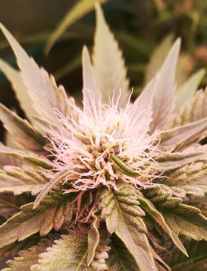 Cómo construir una lámpara de cultivo LED paso a paso