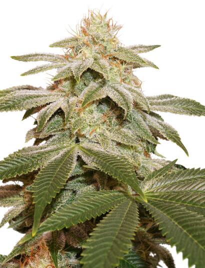 Nowe odmiany Dutch Passion na 2020 rok