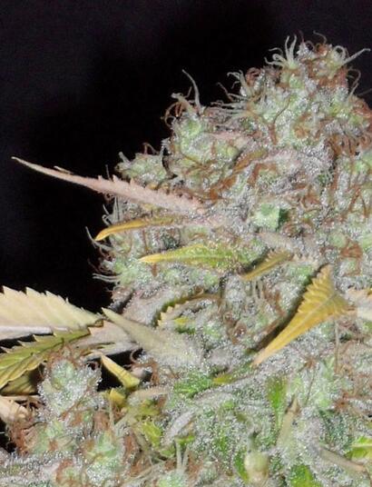 White Widow. Żywica na żywicy