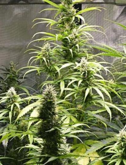 A beginners guide. Top tips on choosing genetics