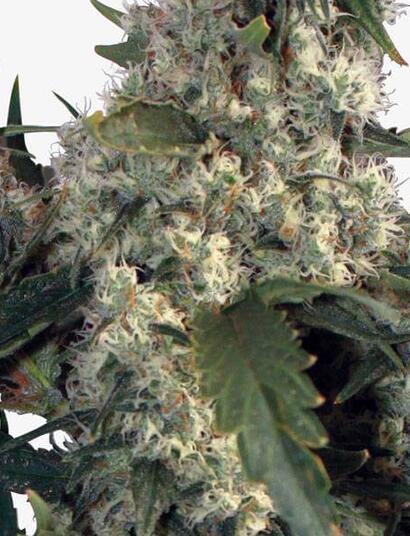 Flores-Cannabis