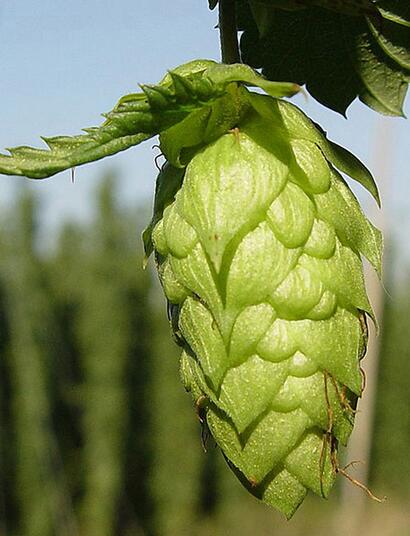 W świecie zapachów konopi