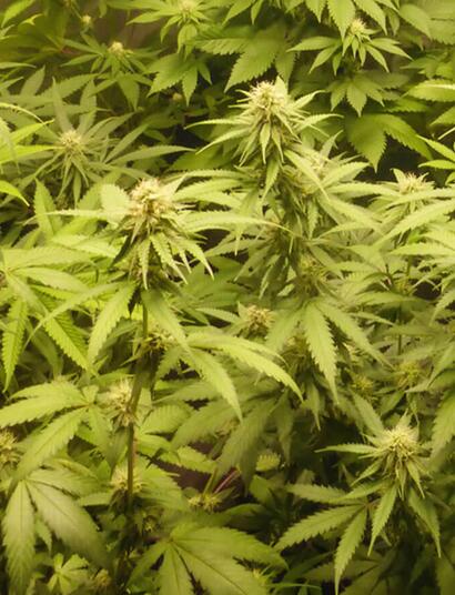 Les flavonoïdes du cannabis